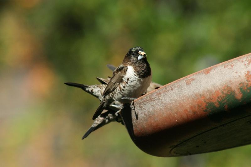 frieda 098.JPG - Aai ons freds word baie bederf!